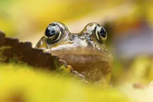 Common frog (Rana temporaria) adult amphibian on fallen autumn leaves in a garden