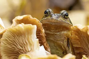 Common frog (Rana temporaria) adult amphibian in a garden on a fungi in autumn