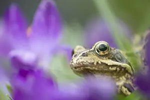 Common frog (Rana temporaria) adult amphibian amongst garden purple crocus flowers in spring