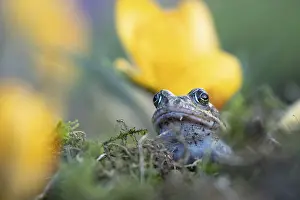 Common frog (Rana temporaria) adult amphibian amongst garden yellow crocus flowers in spring