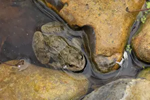 Common frog (Rana temporaria) adult amphibian in shallow water of a garden pond