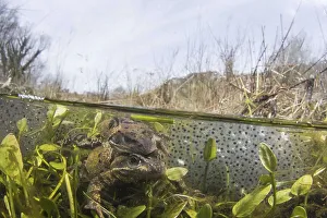 Common Frog (Rana temporaria) adult males and female