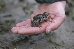 Common frog (Rana temporaria), frog on hand during amphibian migration