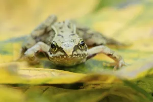 Common frog (Rana temporaria) juvenile baby amphibian resting on a fallen tree leaves in a garden in autumn