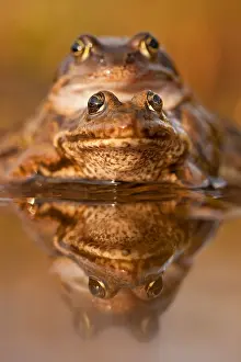 Common frog (Rana temporaria), Mating