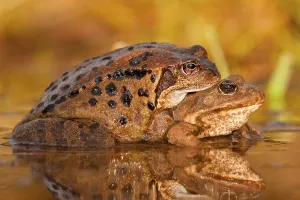 Common frog (Rana temporaria), Mating