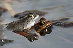 Common frog (Rana temporaria), pair during spawning season