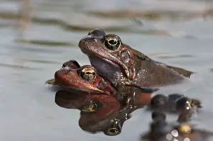 Common frog (Rana temporaria), pair during spawning season