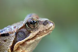 Common frog (Rana temporaria), portrait