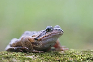 Common frog (Rana temporaria), resting on dead wood