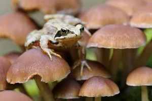 Common Frog (Rana temporaria) sitting on small lamellar mushrooms