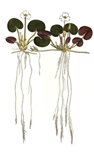 Common frogbit (Hydrocharis morsus-ranae)