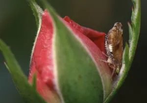 Common Froghopper (Philaenus spumarius)