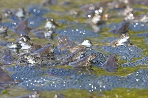Common frogs (Rana temporaria)