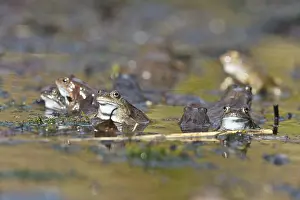 Common frogs (Rana temporaria)