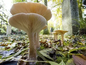 Common Funnel (Infundibulicybe gibba)