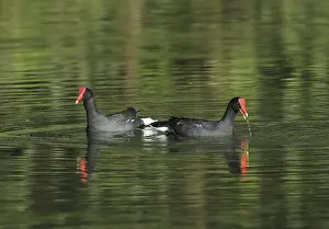 Common Gallinule (Gallinula galeata galeata)