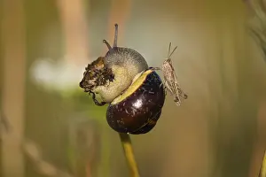 Common garden snail (Cornu aspersum) (Helix aspersa)