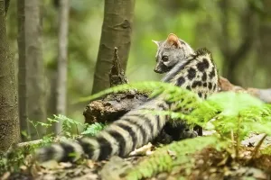 Common genet (Genetta genetta), wildlife in a forest, Montseny National Park, Catalonia, Spain, Europe