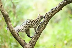 Common genet (Genetta genetta)