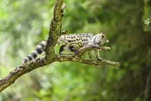 Framed Print : Common genet (Genetta genetta) Framed Print : Common genet (Genetta genetta)