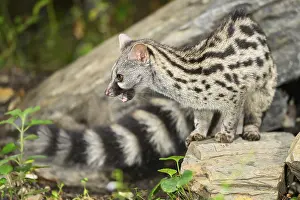 Common genet (Genetta genetta)