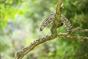 Common genet (Genetta genetta)