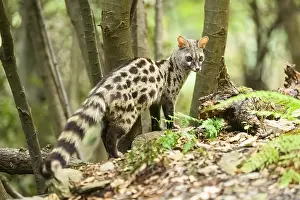 Common genet (Genetta genetta)