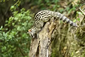 Common genet (Genetta genetta)