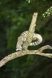 Common genet (Genetta genetta)