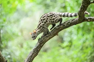 Common genet (Genetta genetta)