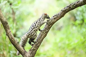 Common genet (Genetta genetta)