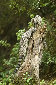 Common genet (Genetta genetta)