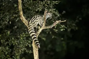 Common genet (Genetta genetta)