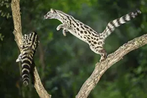 Common genet (Genetta genetta)