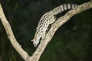 Common genet (Genetta genetta)