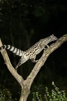 Common genet (Genetta genetta)