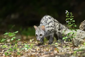 Common genet (Genetta genetta)