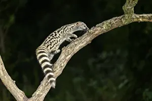 Common genet (Genetta genetta)