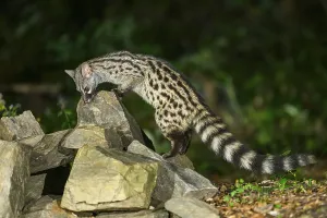 Common genet (Genetta genetta)