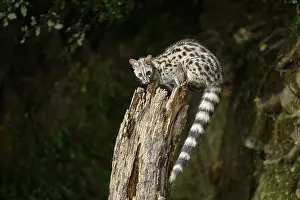 Common genet (Genetta genetta)