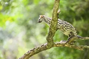 Common genet (Genetta genetta)
