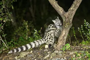 Common genet (Genetta genetta)