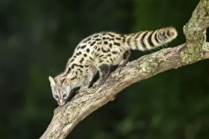 Common genet (Genetta genetta)