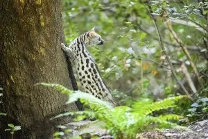 Common genet (Genetta genetta)