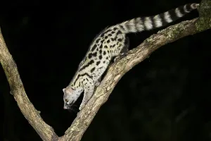 Common genet (Genetta genetta)