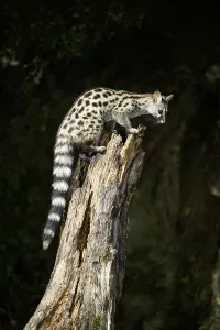 Common genet (Genetta genetta)