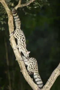Common genet (Genetta genetta)