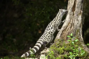 Common genet (Genetta genetta)