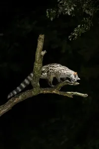 Common genet (Genetta genetta)